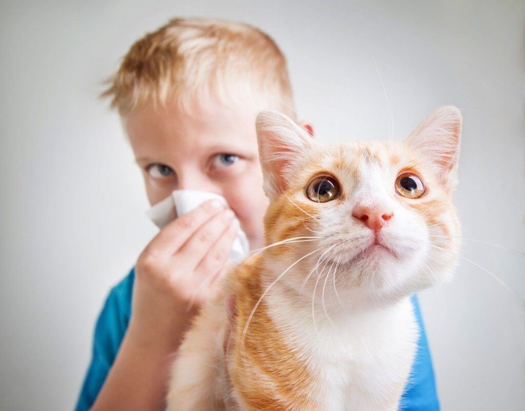аллергия на кошек у детей